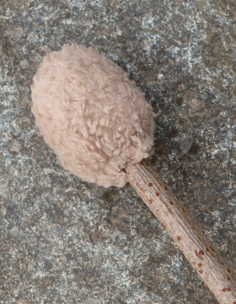 veganer Trommelschlägel Trommelgrösse 45-50 cm