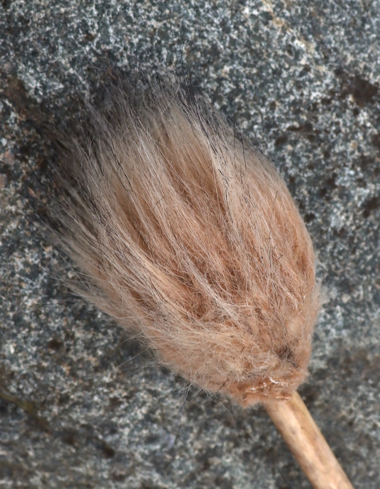 veganer Trommelschlägel Trommelgrösse 45-50 cm