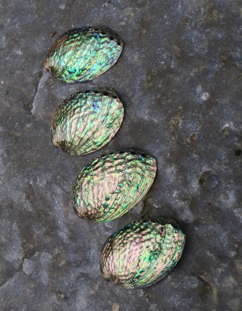 Räucherschale Abalone Muschel 11 - 12 cm