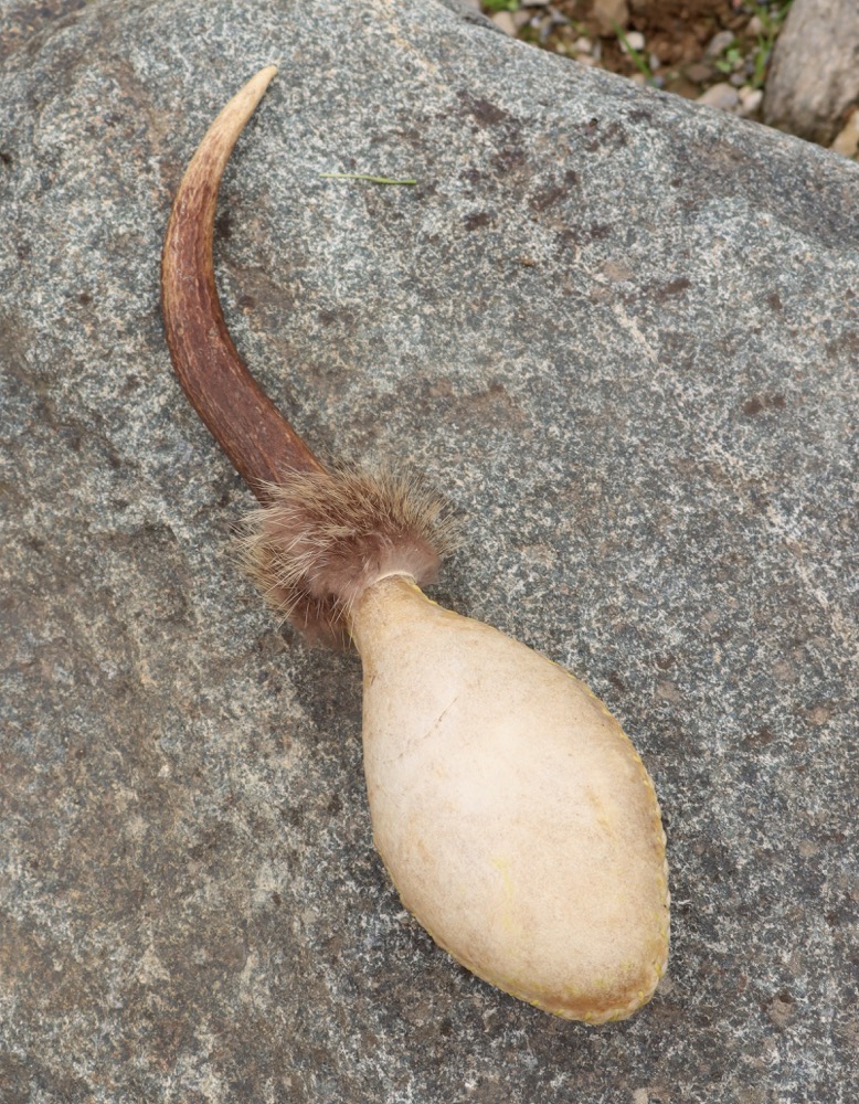 Schamanen Rassel extra gross Hirschgeweih