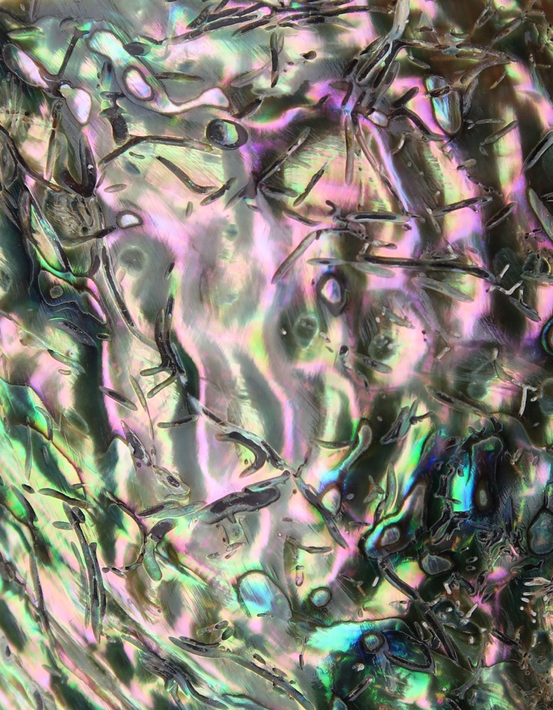 Räucherschale Abalone Muschel 11 - 12 cm