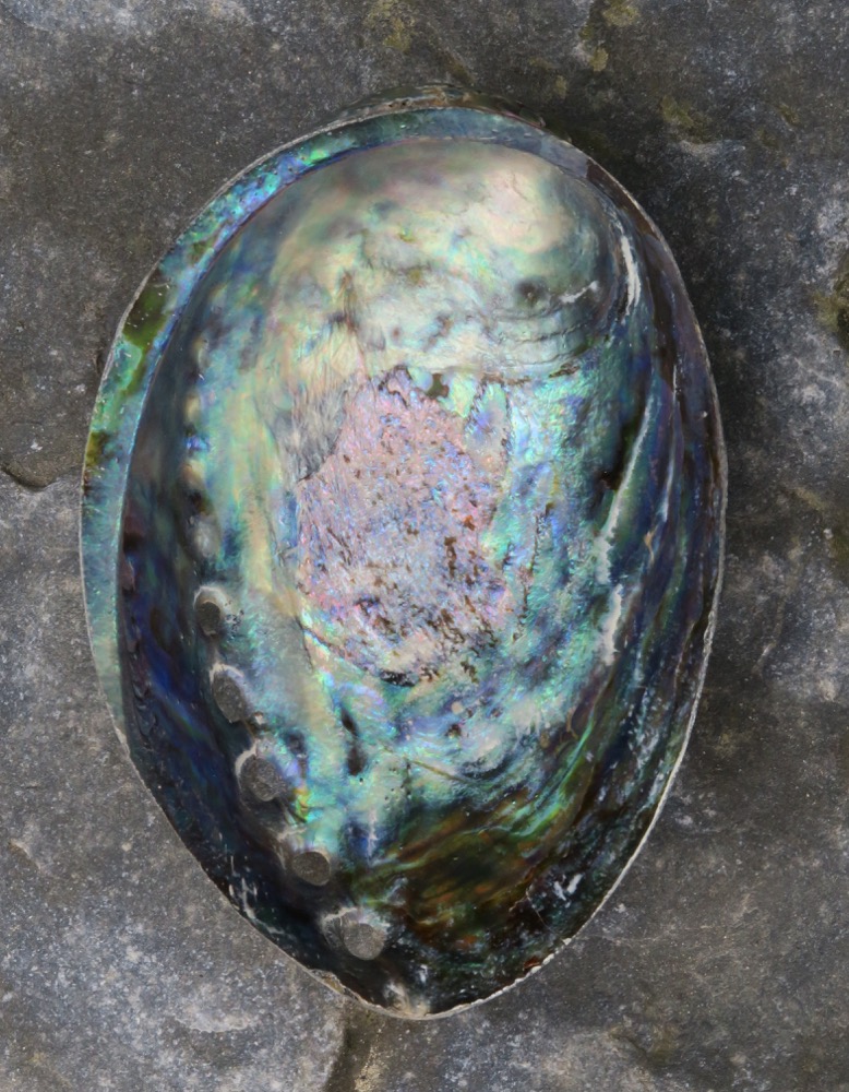 Räucherschale Abalone Muschel 11 - 12 cm