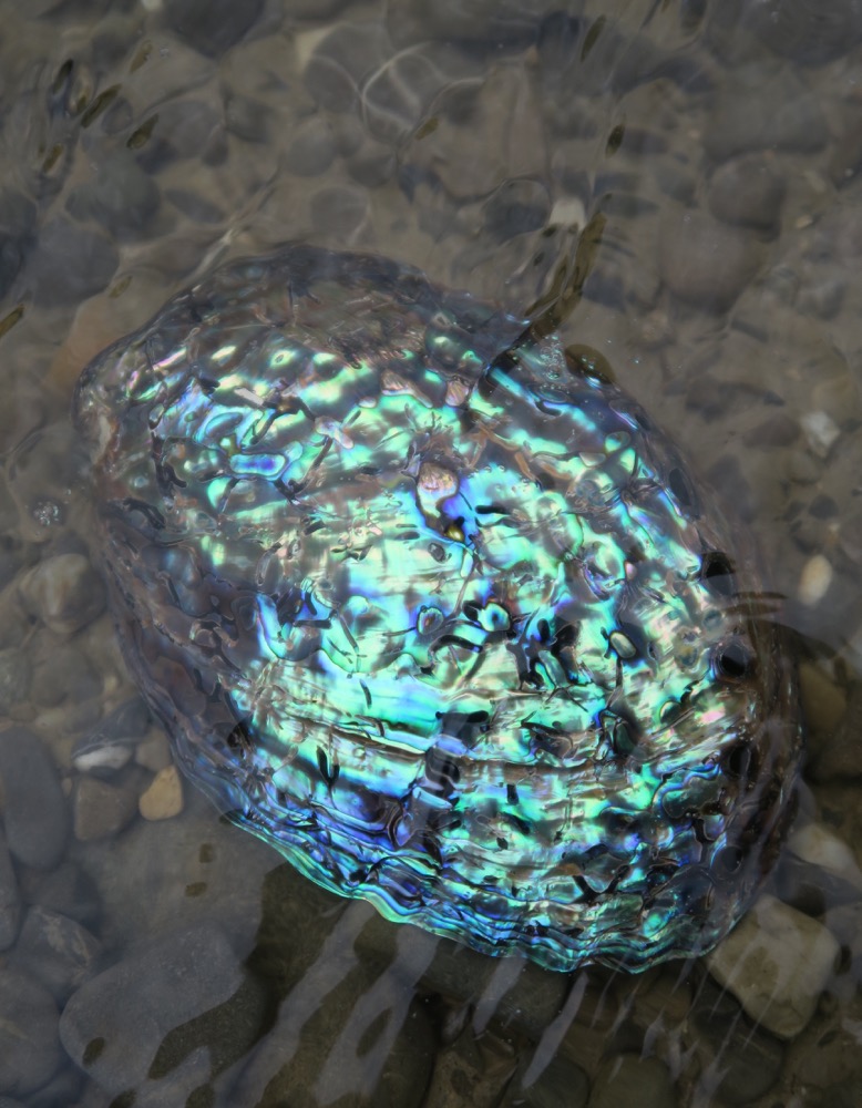 Räucherschale Abalone Muschel 11 - 12 cm