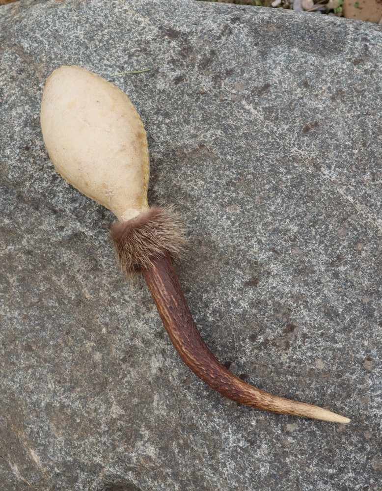 Schamanen Rassel extra gross Hirschgeweih