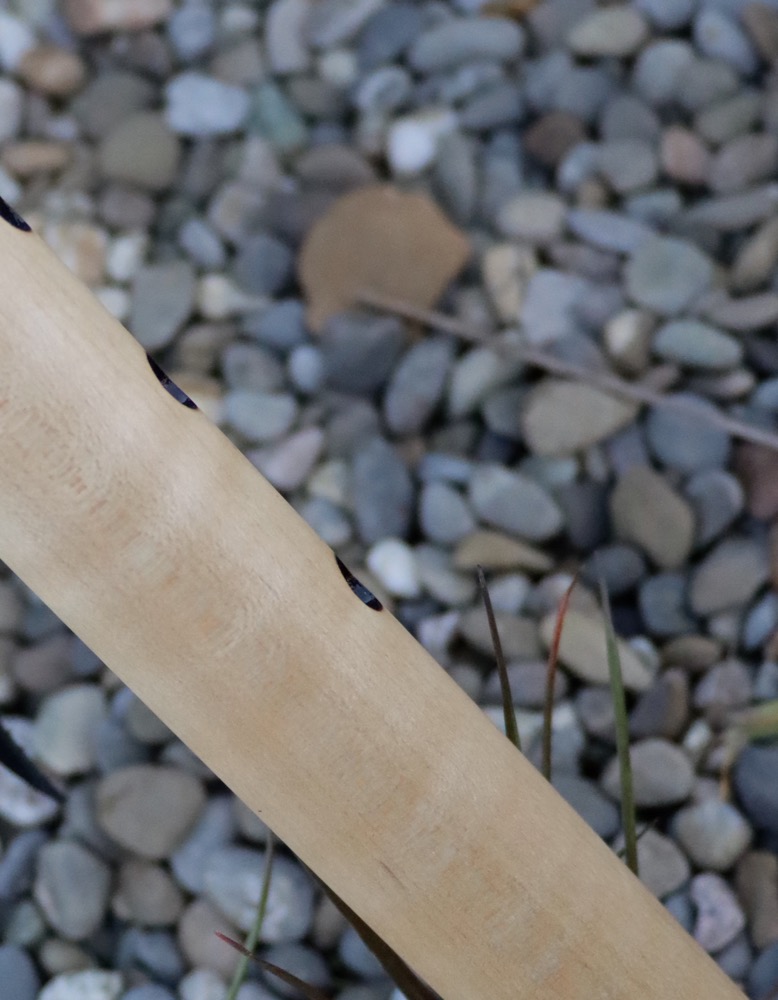 Gebetsflöte Ahorn   f# moll 440 hz