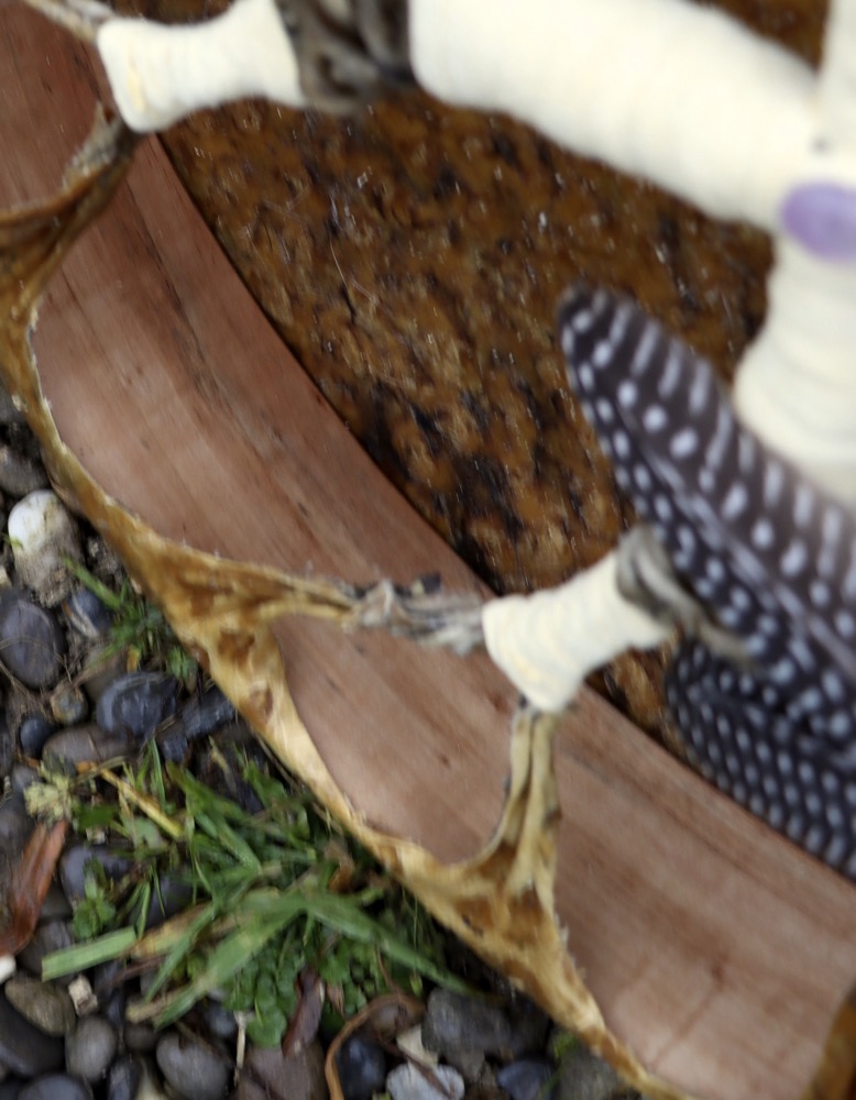 Vollmondritual Trommel Dez. 25 Vogel Strauss 46 cm